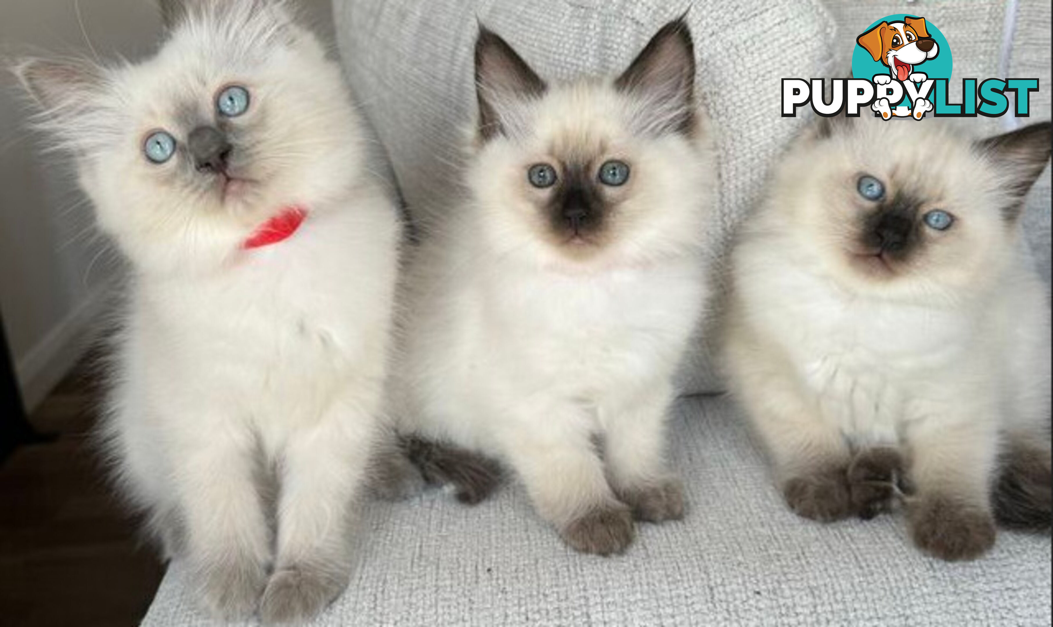RAGDOLL STUD