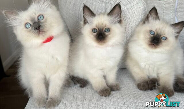 RAGDOLL STUD