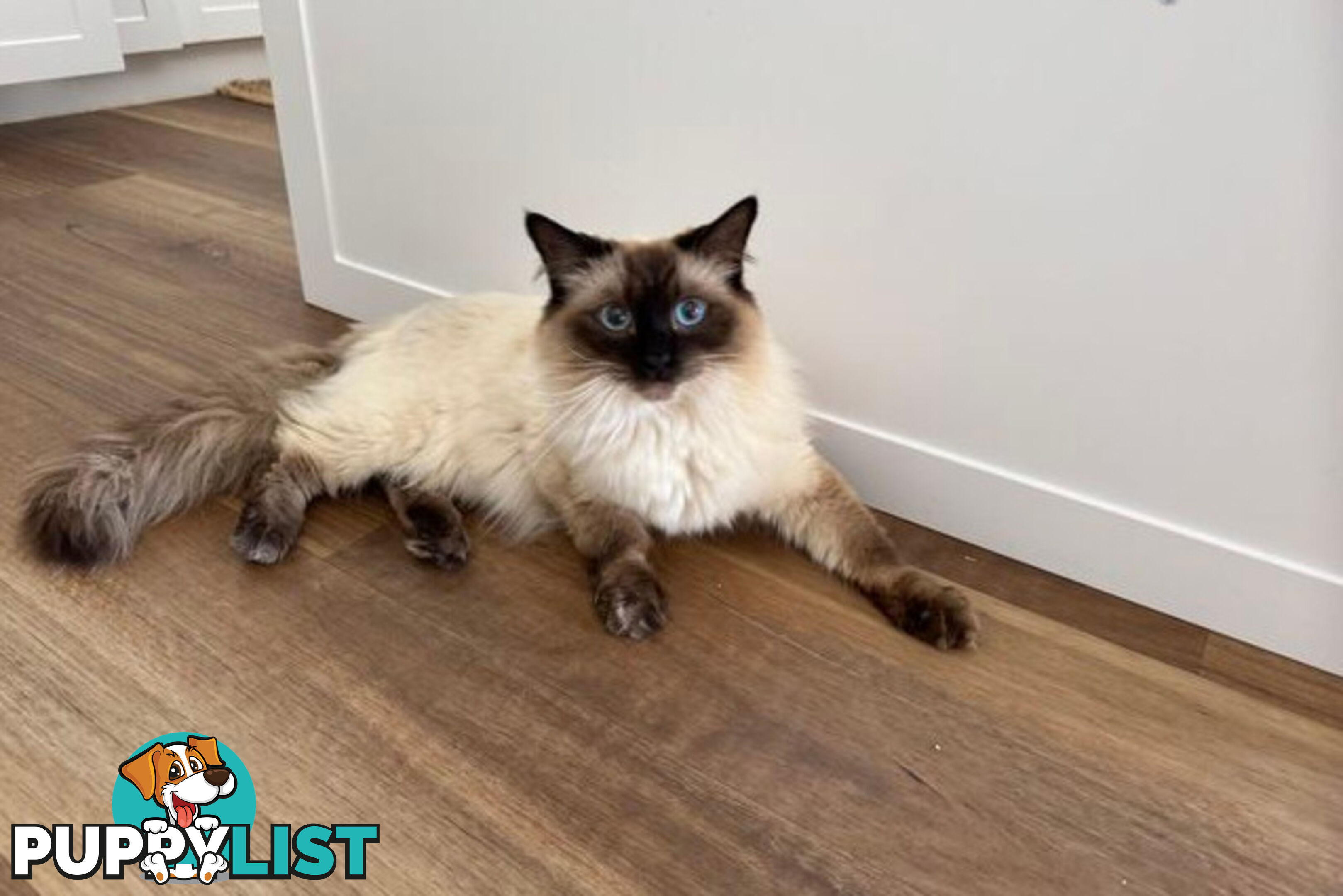 RAGDOLL STUD