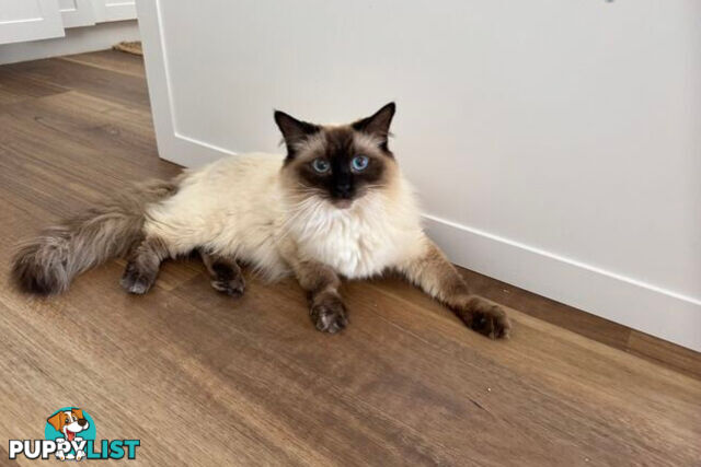 RAGDOLL STUD
