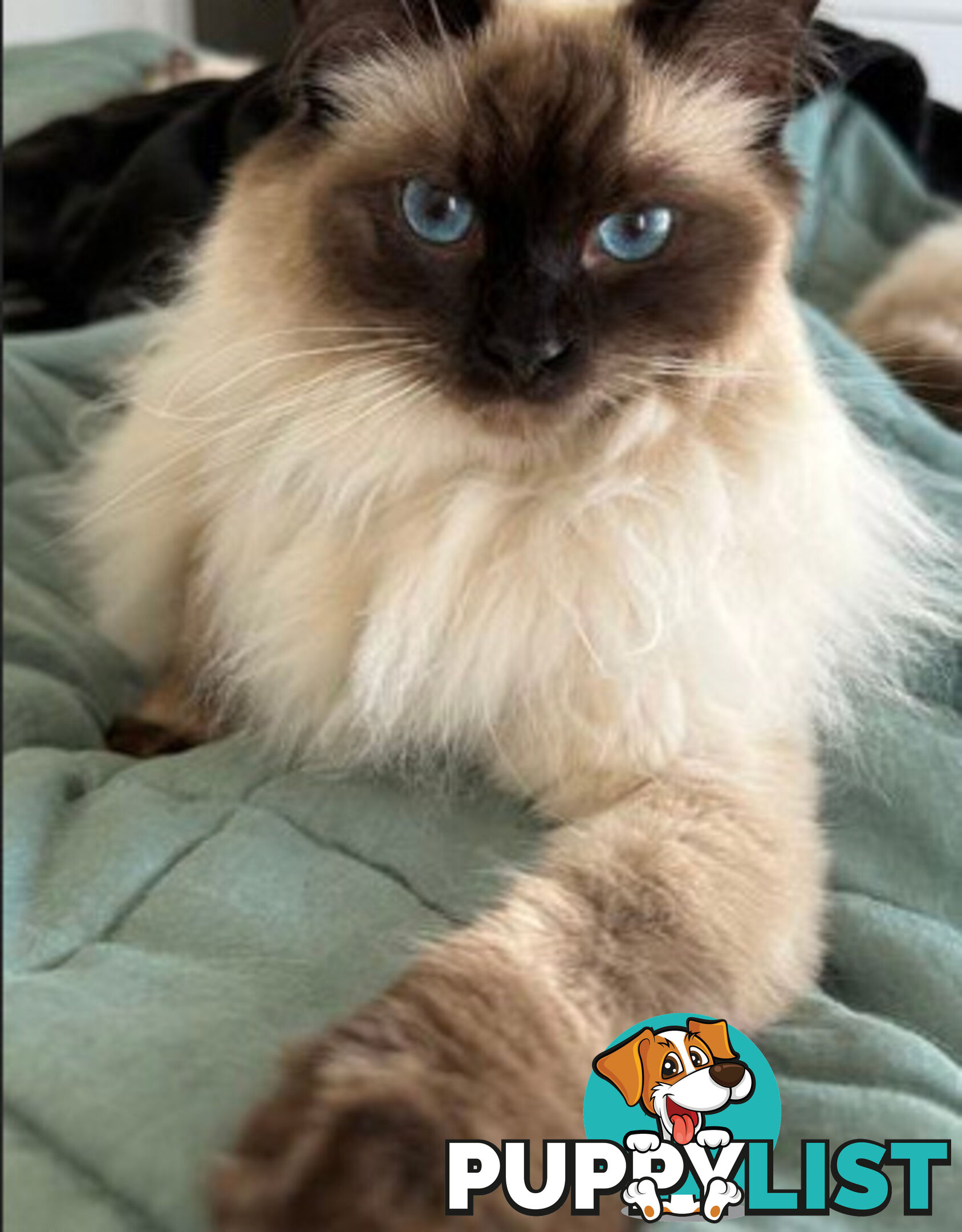 RAGDOLL STUD