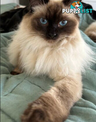 RAGDOLL STUD