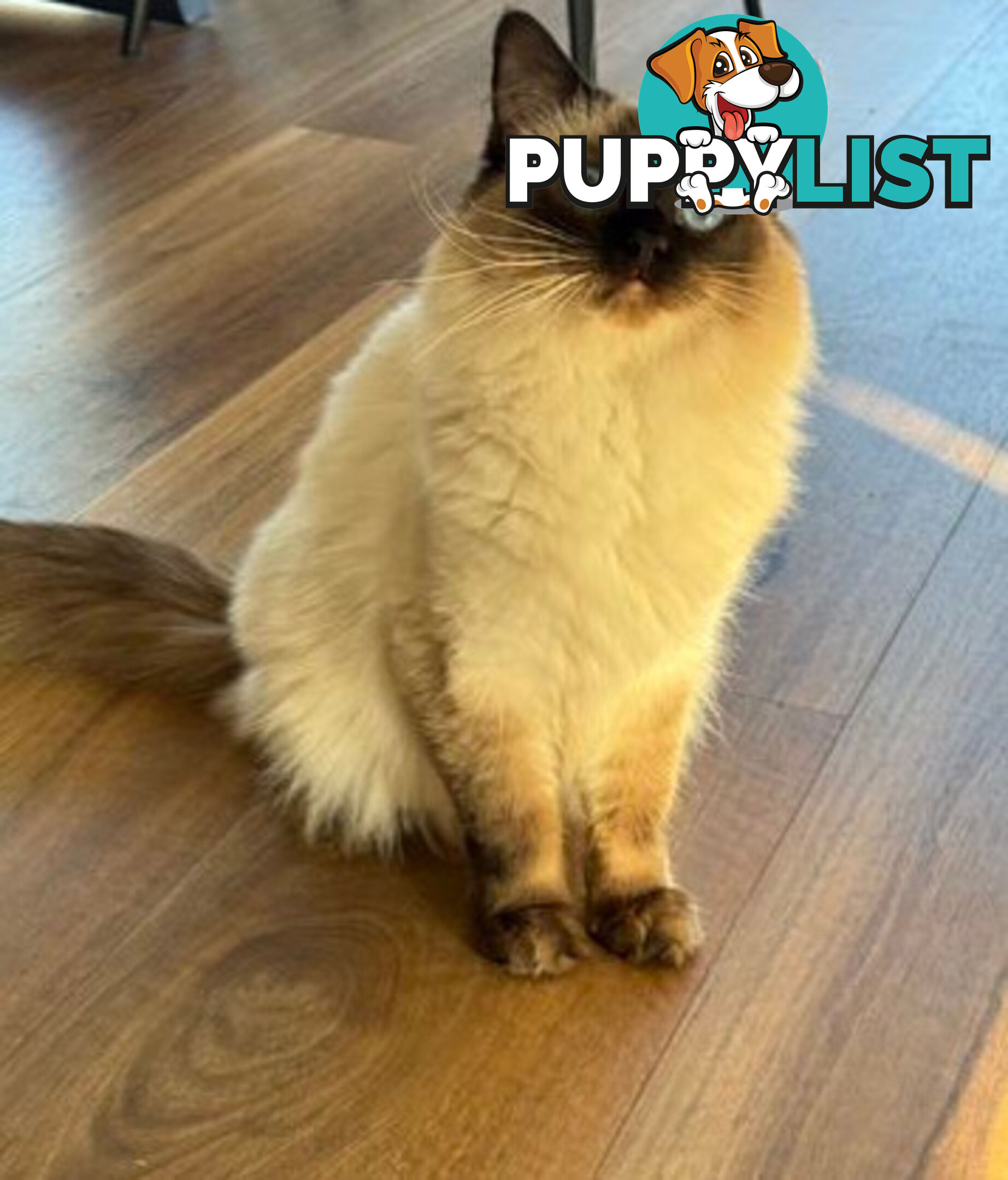 RAGDOLL STUD
