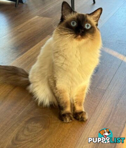 RAGDOLL STUD