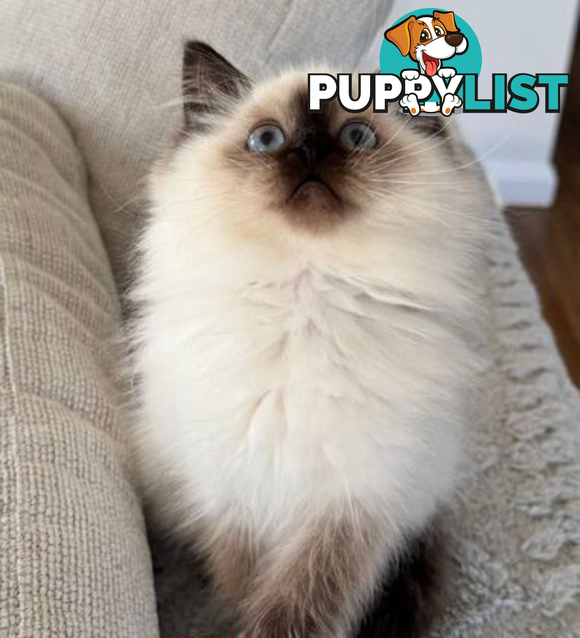 RAGDOLL STUD
