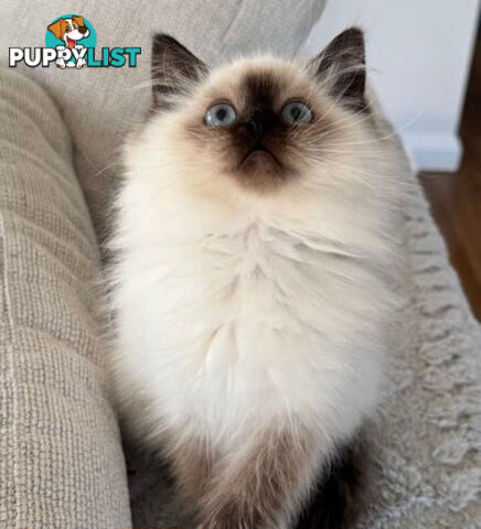 RAGDOLL STUD