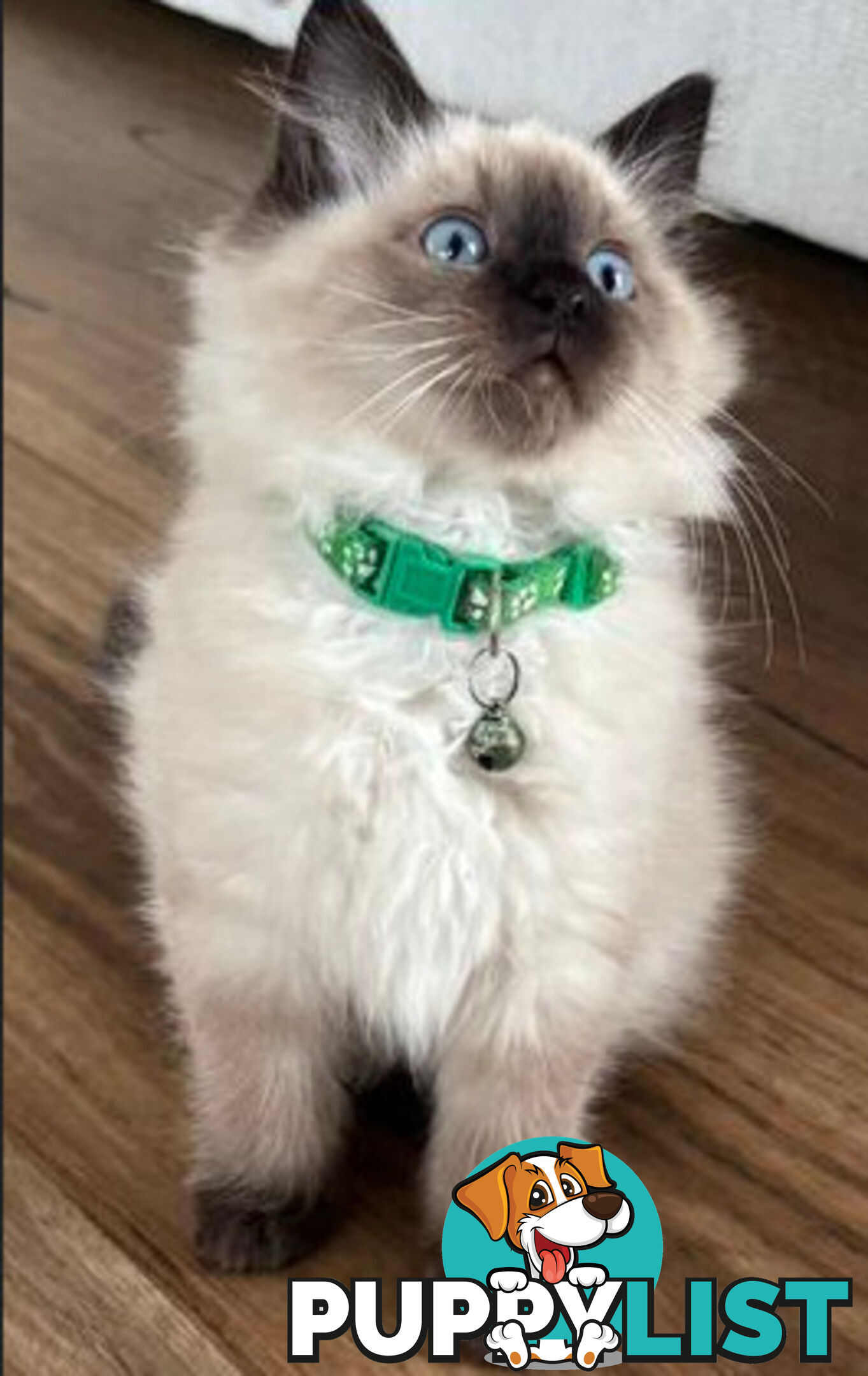 RAGDOLL STUD
