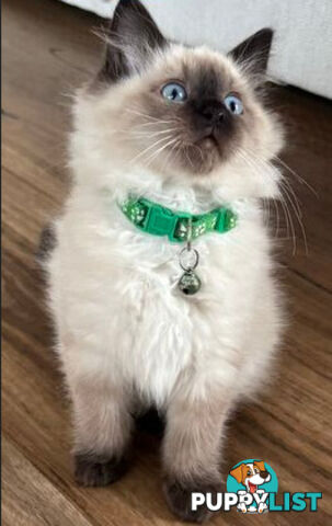 RAGDOLL STUD