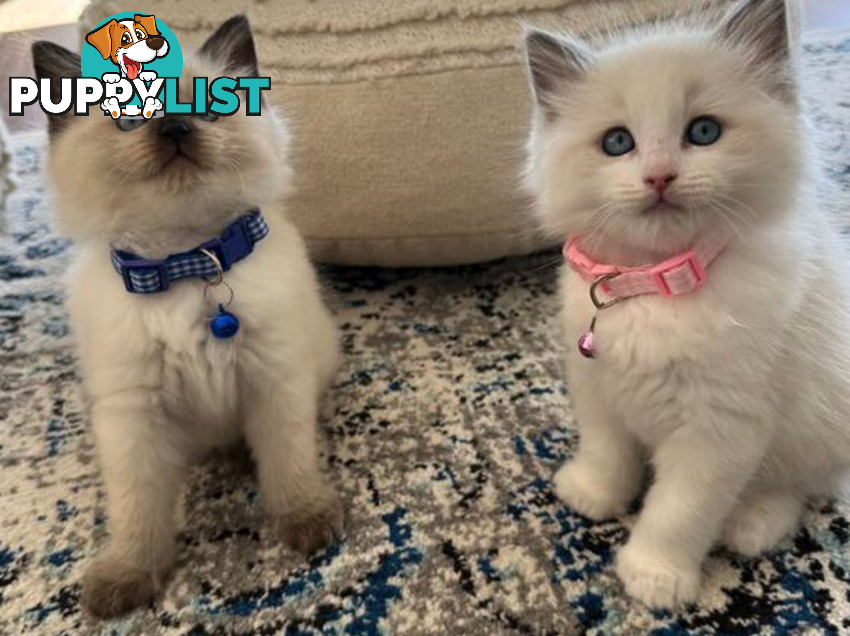 RAGDOLL STUD