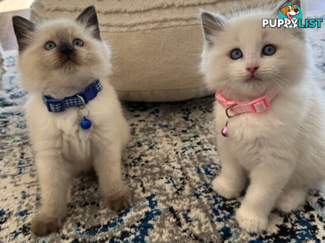 RAGDOLL STUD