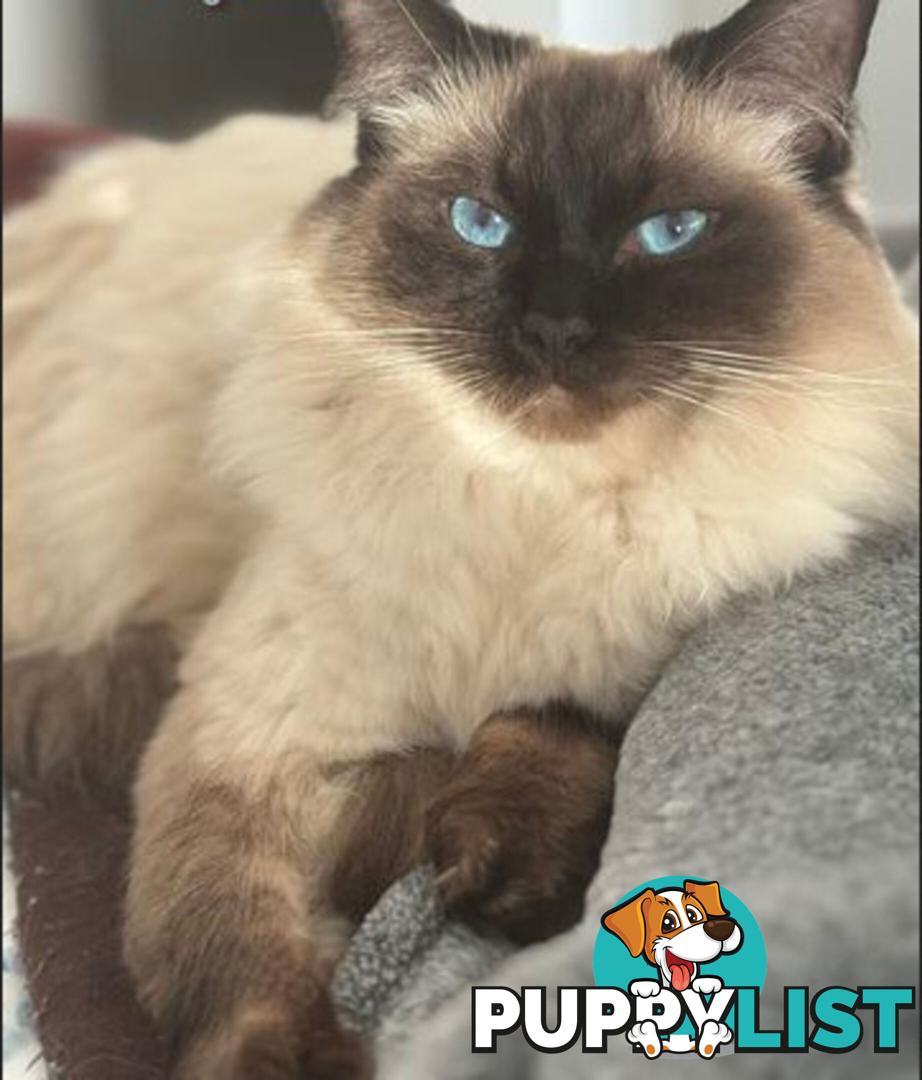 RAGDOLL STUD