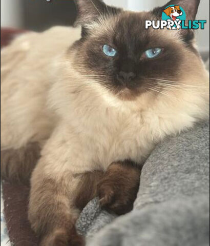 RAGDOLL STUD