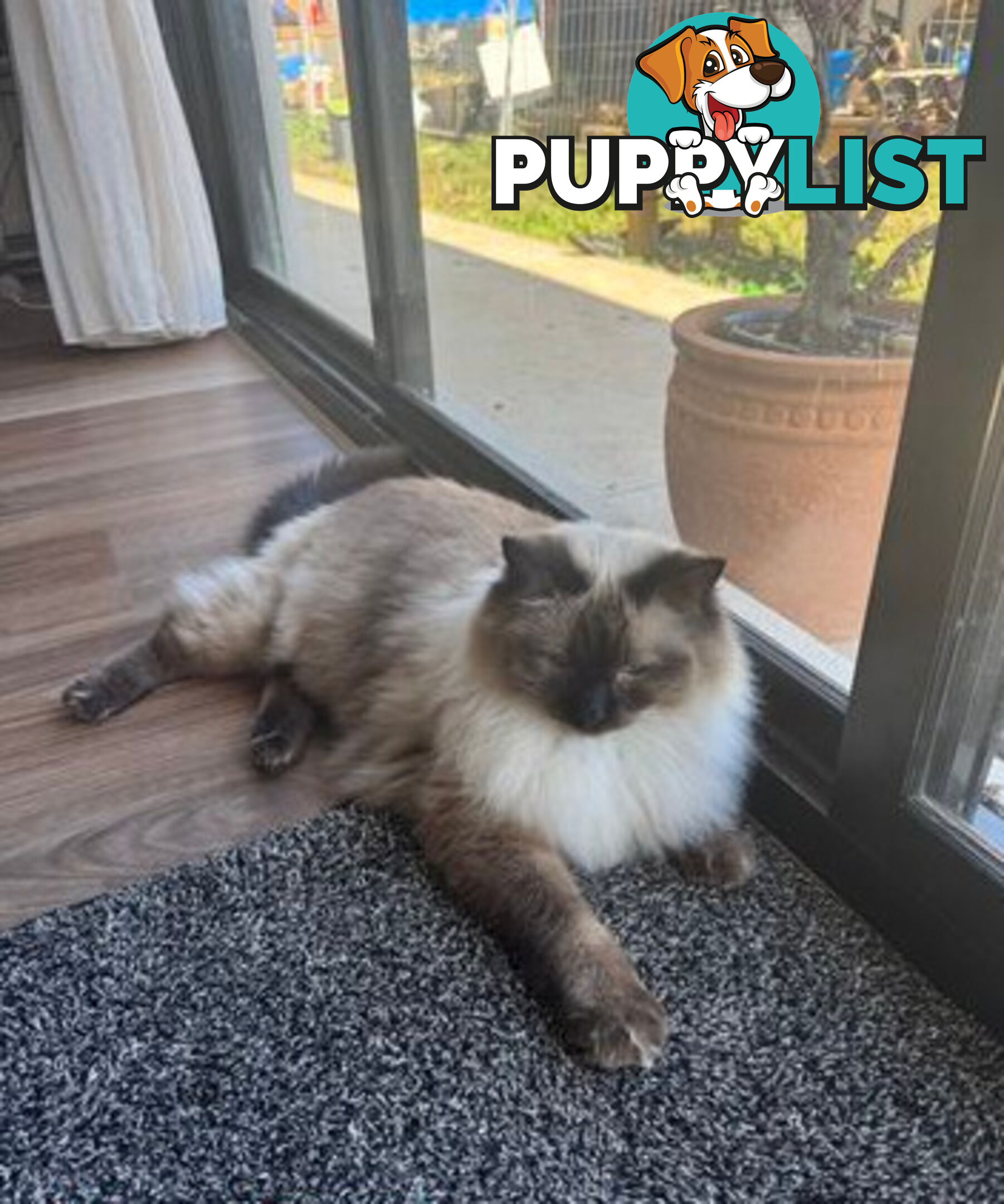 RAGDOLL STUD