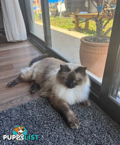 RAGDOLL STUD