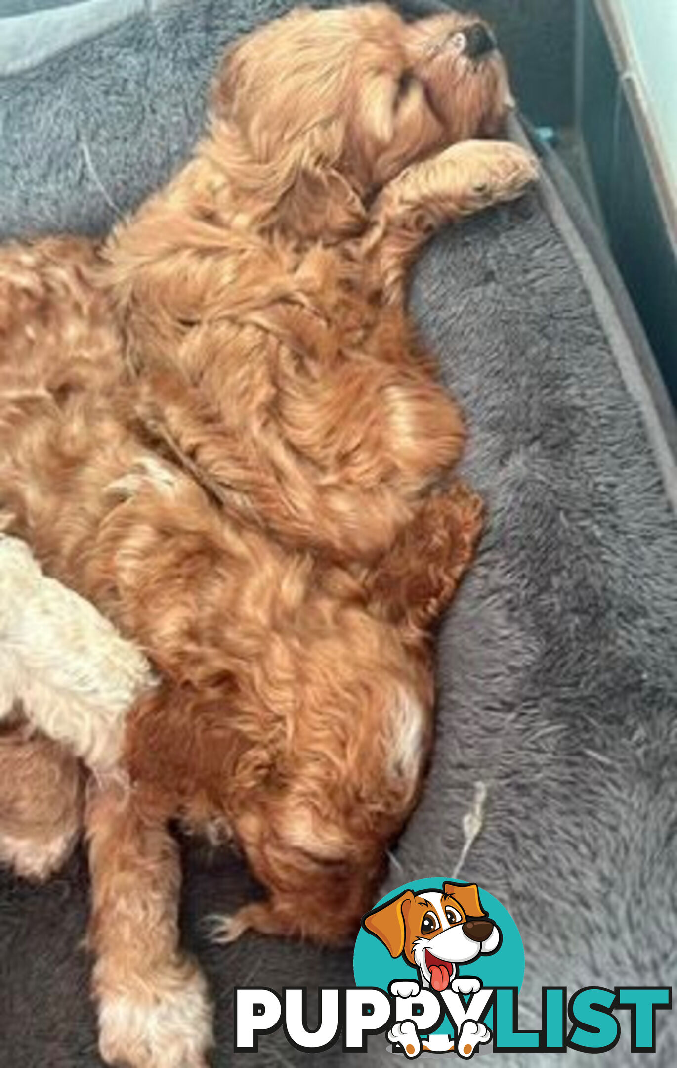 CAVOODLE PUPPIES 1F 1M RED!!!! REDUCED!!