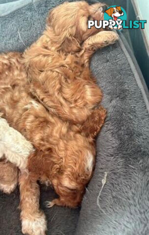 CAVOODLE PUPPIES 1F 1M RED!!!! REDUCED!!