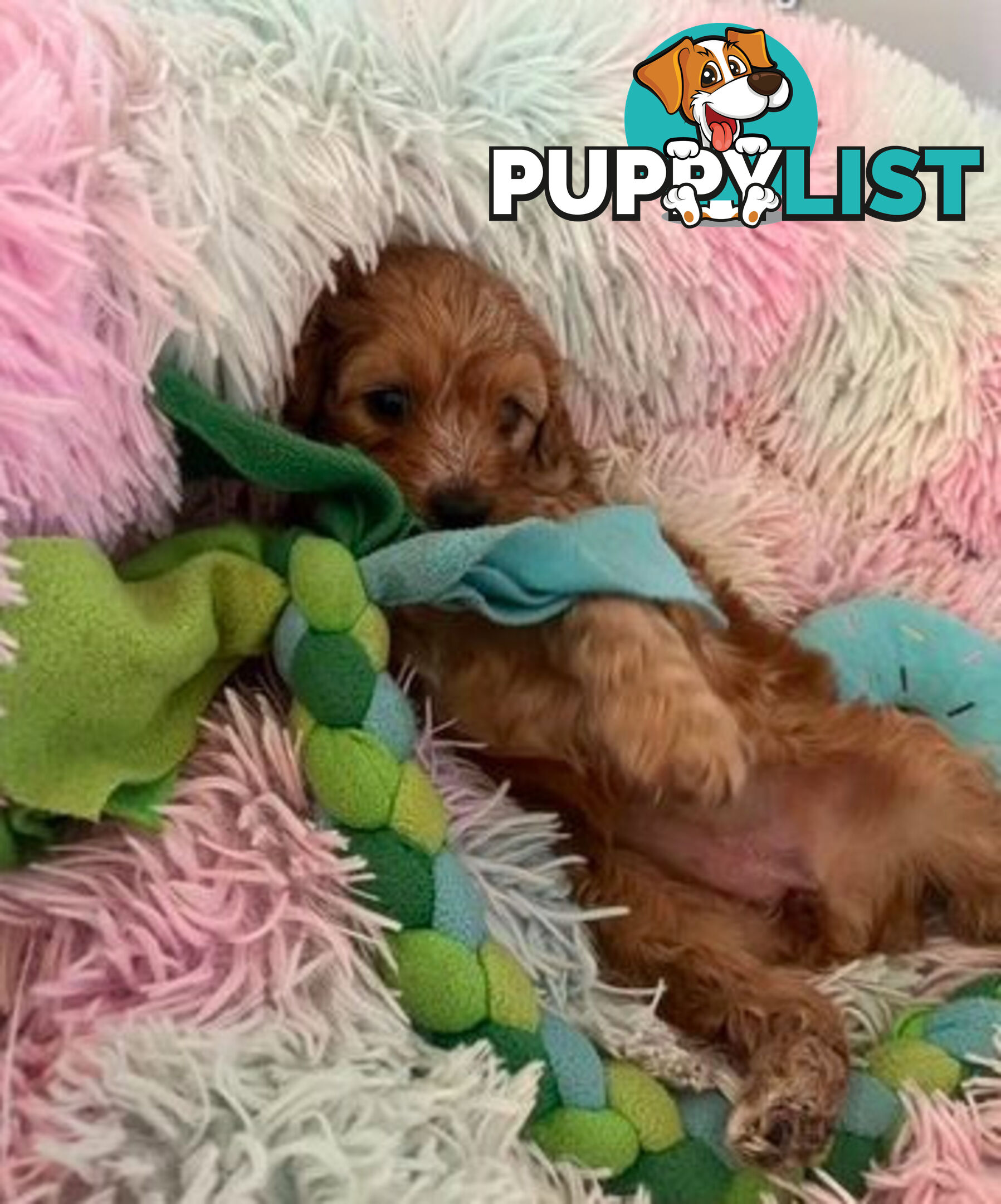 CAVOODLE PUPPIES 1F 1M RED!!!! REDUCED!!