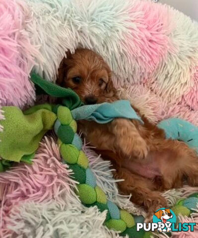 CAVOODLE PUPPIES 1F 1M RED!!!! REDUCED!!