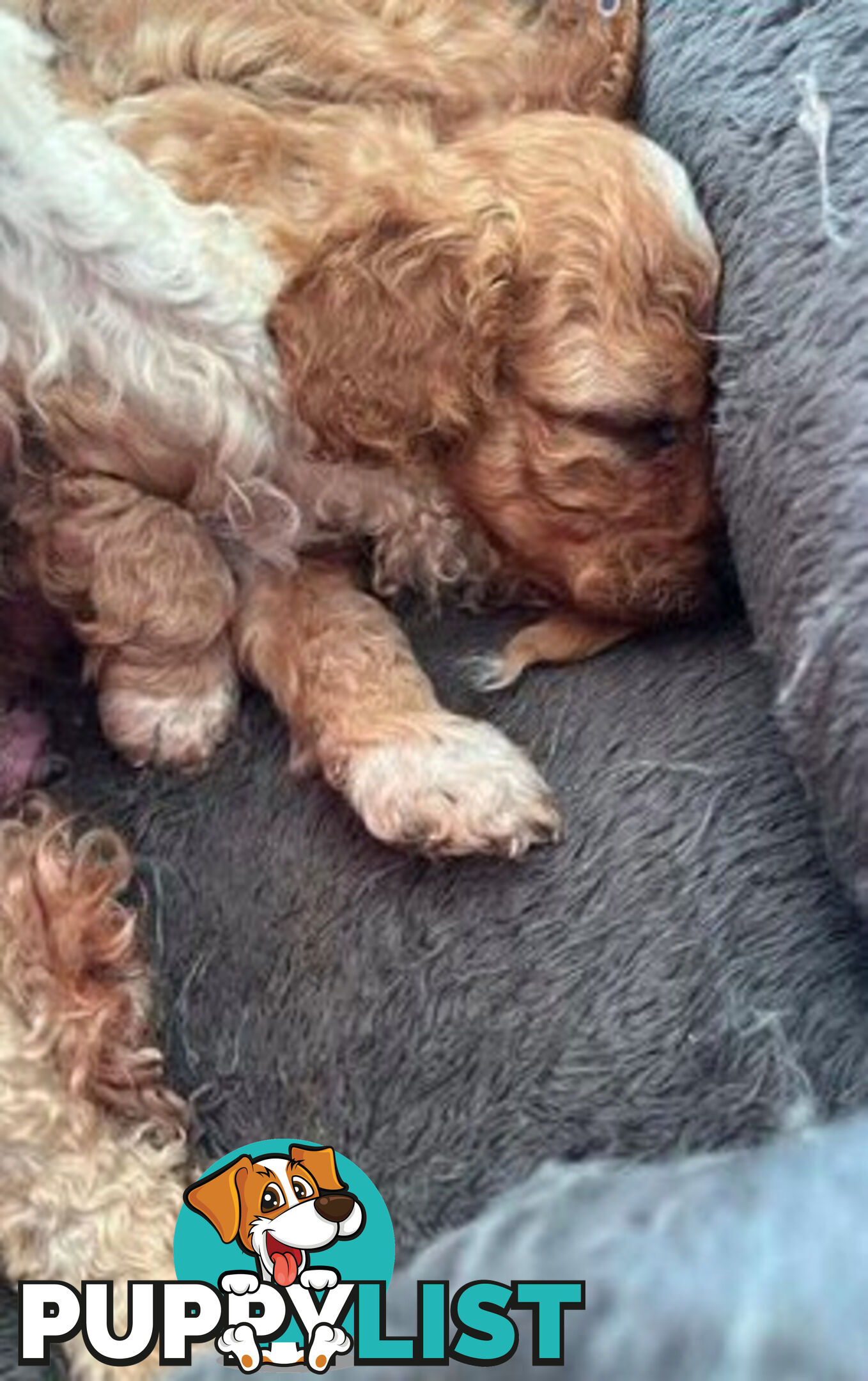 CAVOODLE PUPPIES 1F 1M RED!!!! REDUCED!!