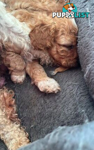 CAVOODLE PUPPIES 1F 1M RED!!!! REDUCED!!