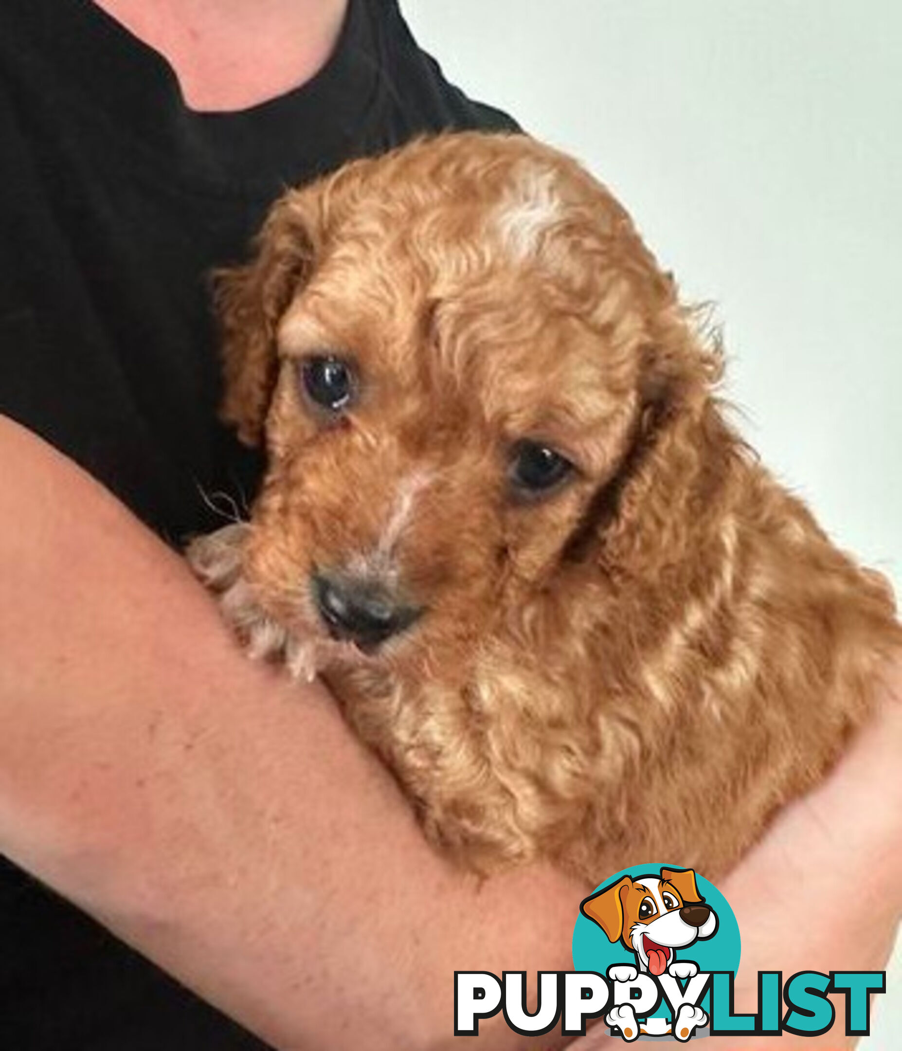 CAVOODLE PUPPIES 1F 1M RED!!!! REDUCED!!