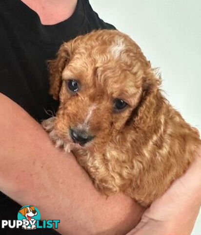 CAVOODLE PUPPIES 1F 1M RED!!!!