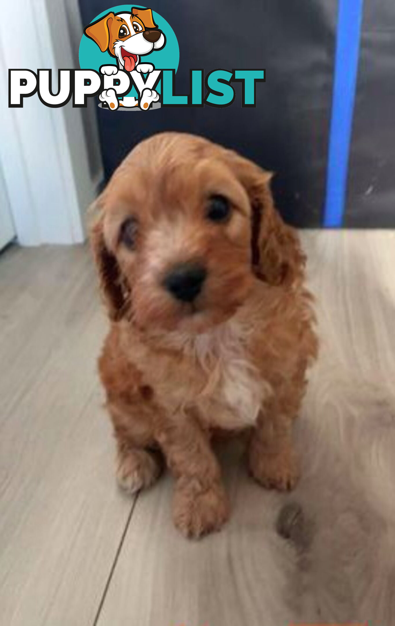 CAVOODLE PUPPIES 1F 1M RED!!!! REDUCED!!