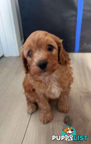 CAVOODLE PUPPIES 1F 1M RED!!!! REDUCED!!