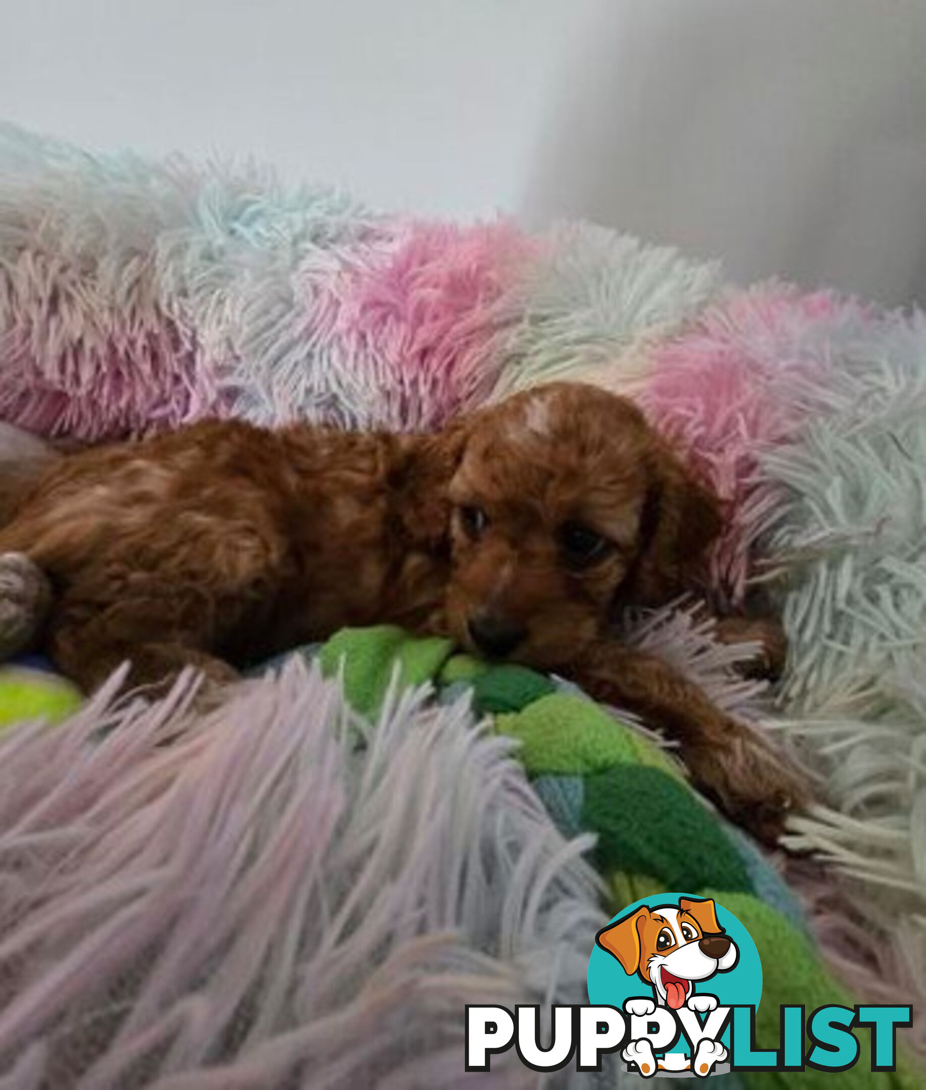 CAVOODLE PUPPIES 1F 1M RED!!!! REDUCED!!