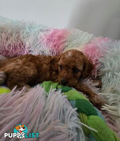 CAVOODLE PUPPIES 1F 1M RED!!!! REDUCED!!