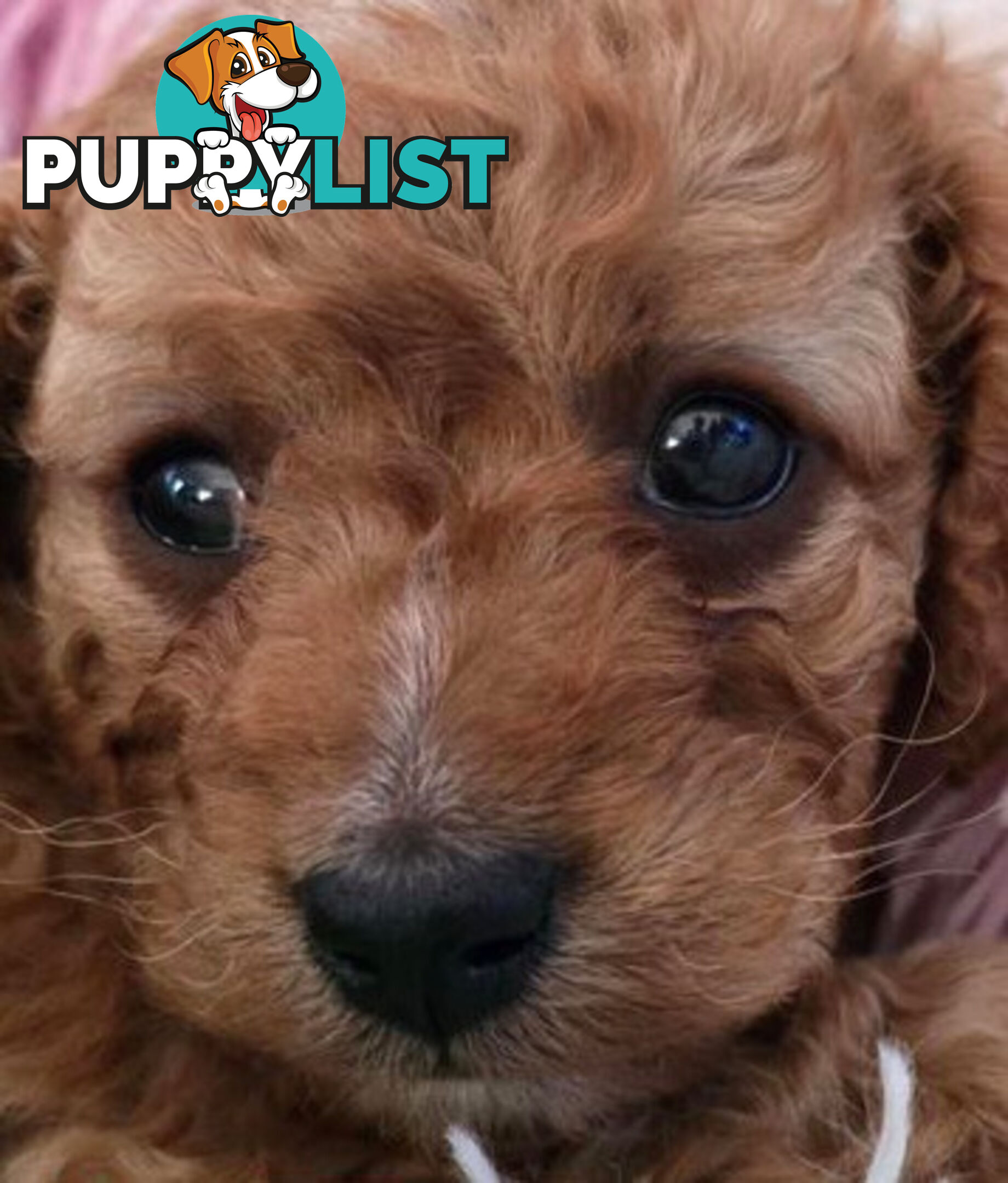 CAVOODLE PUPPIES 1F 1M RED!!!! REDUCED!!