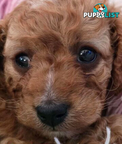 CAVOODLE PUPPIES 1F 1M RED!!!! REDUCED!!