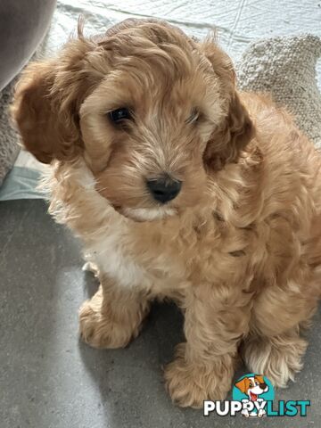 CAVOODLE PUPPIES 1Female RED!!!! REDUCED!!