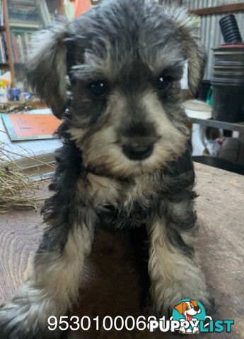 Mini Schnauzer