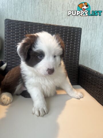 Purebred border collies