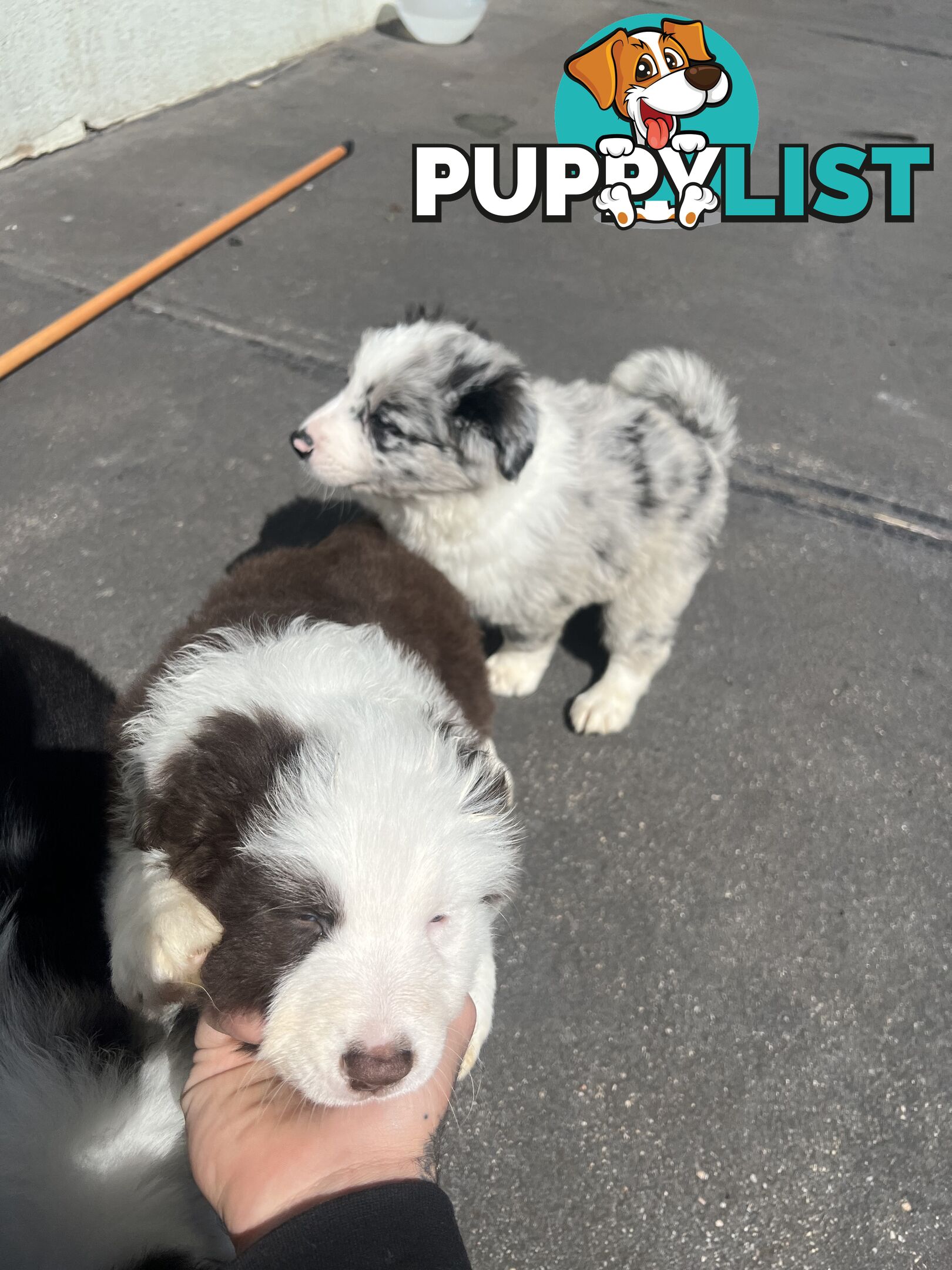 Purebred border collies