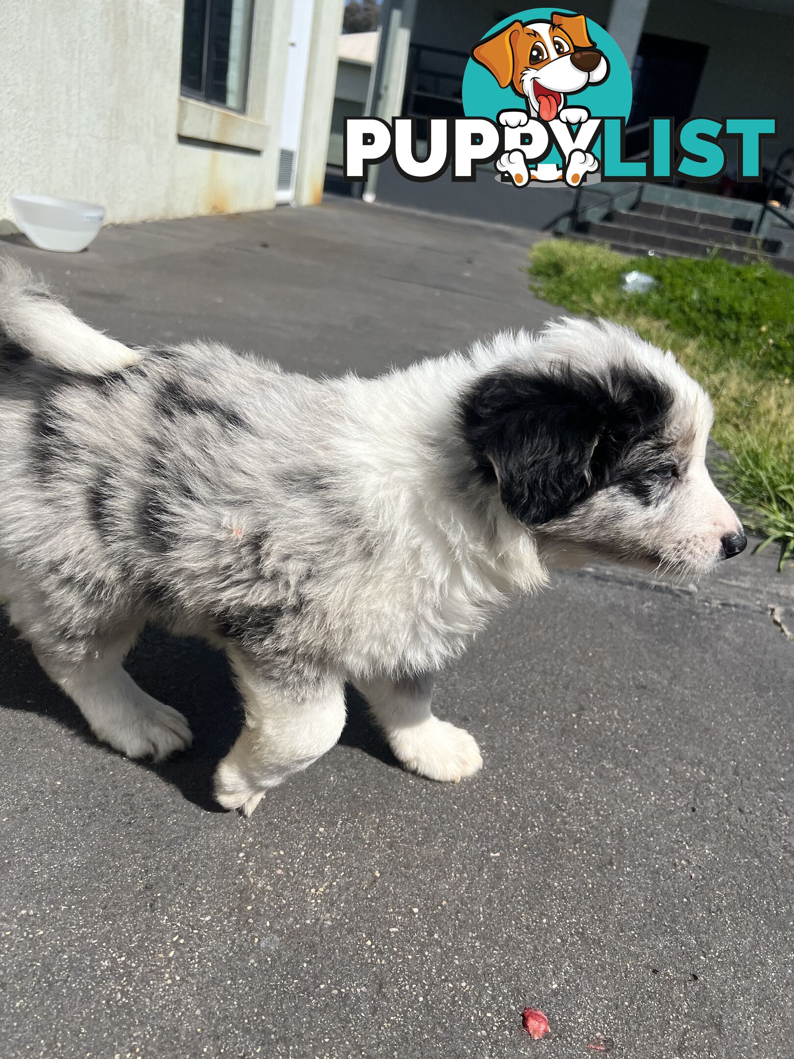 Purebred border collies