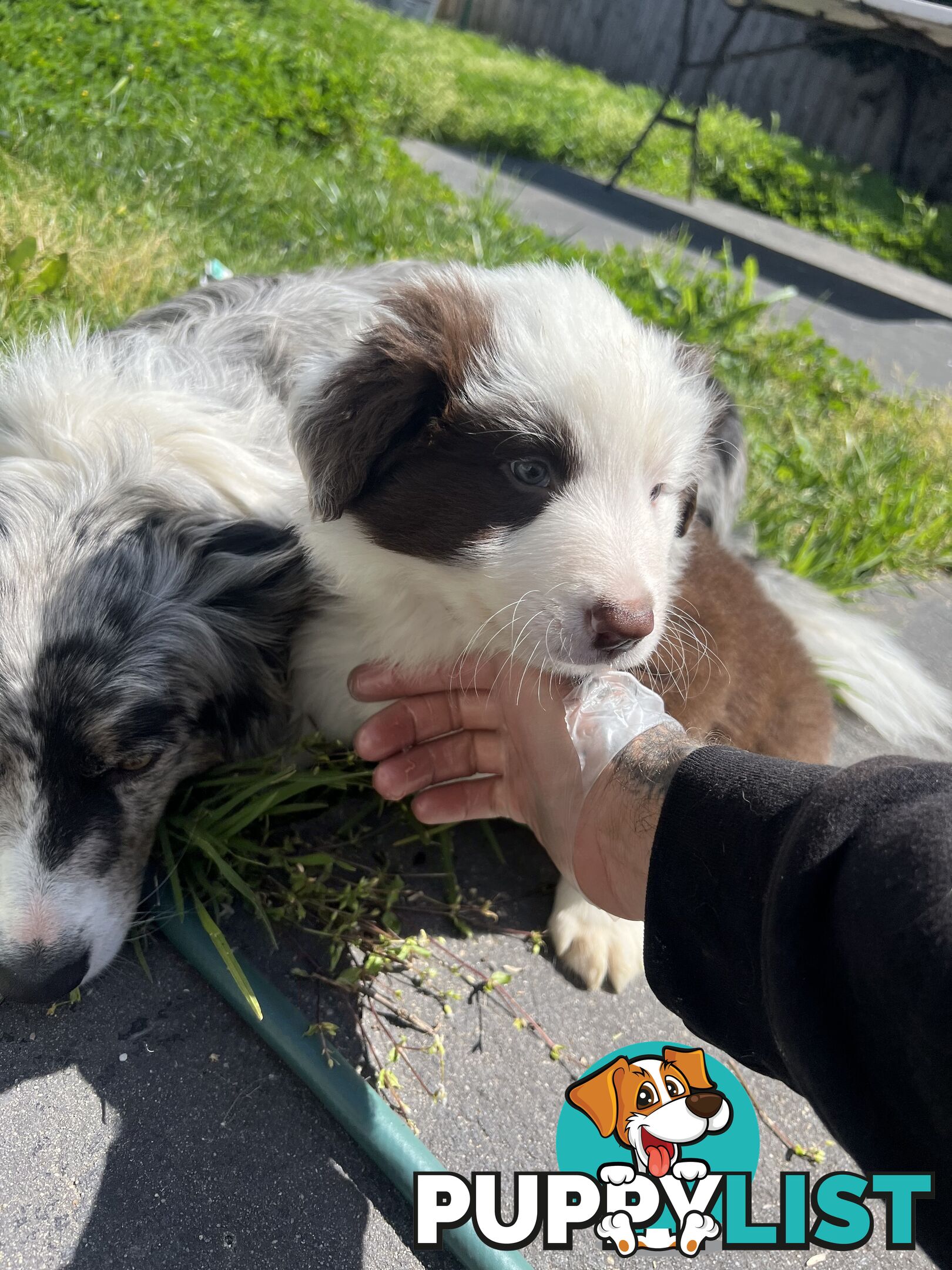 Purebred border collies