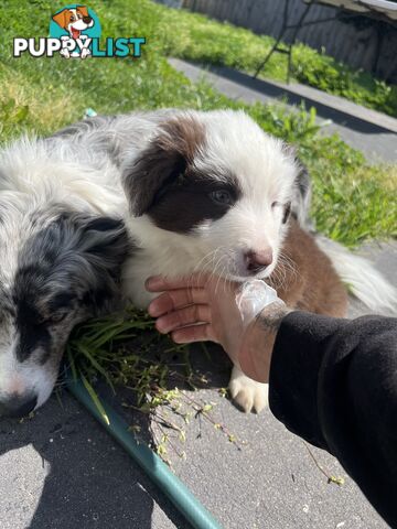 Purebred border collies