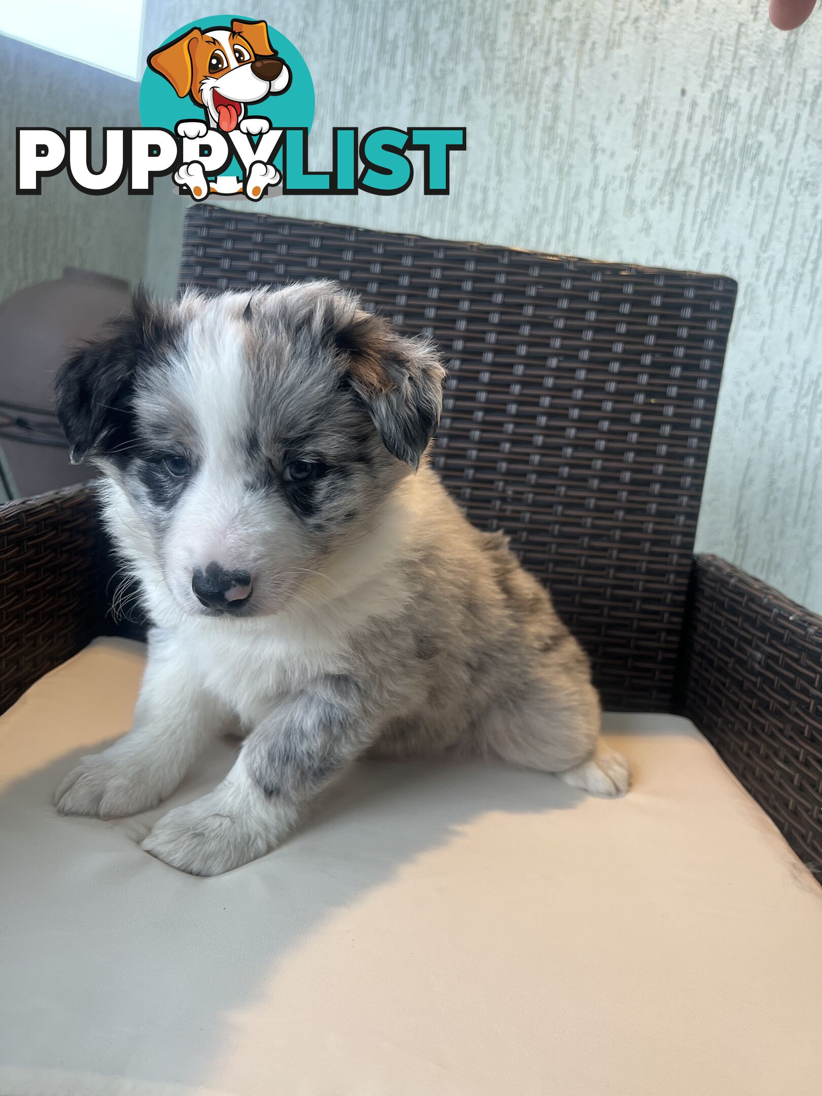 Purebred border collies