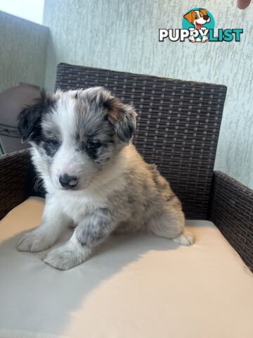 Purebred border collies