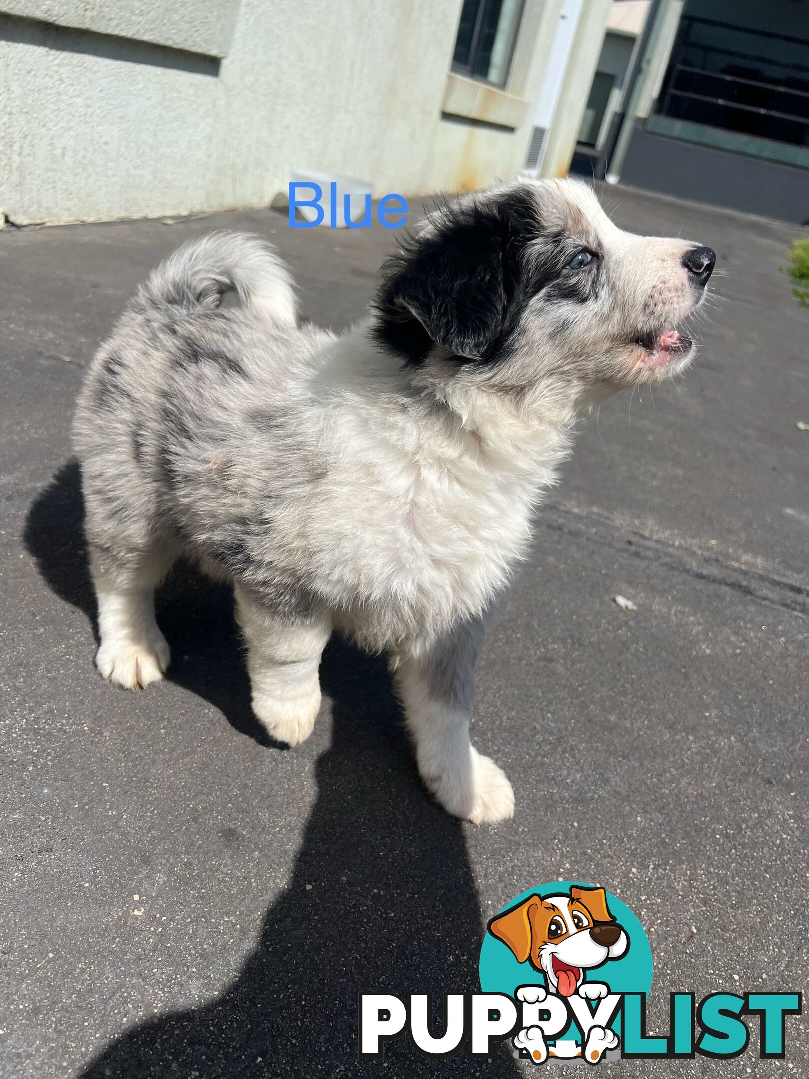 Purebred border collies