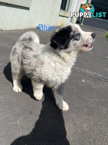 Purebred border collies