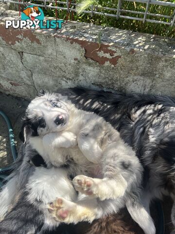 Purebred border collies