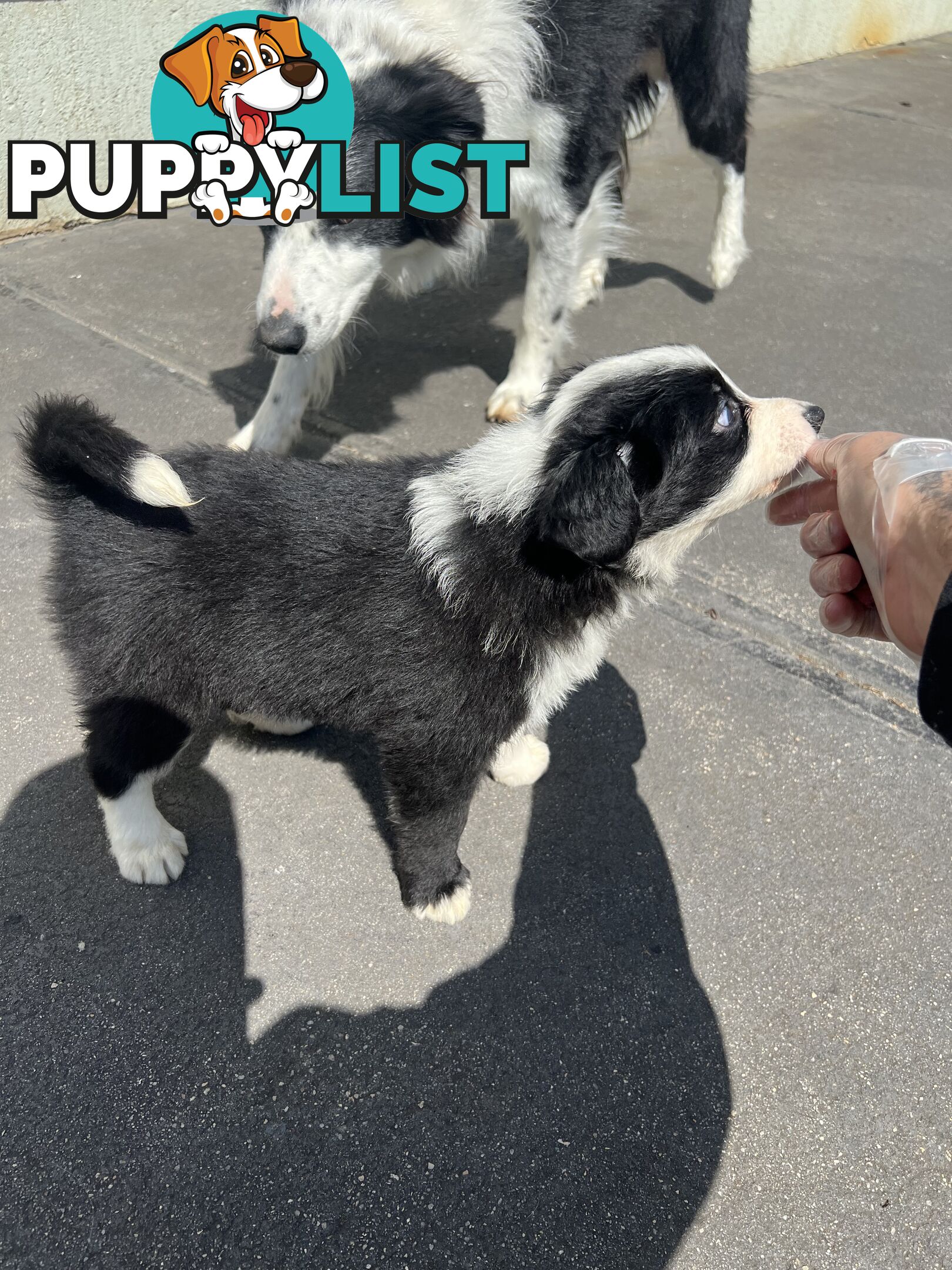 Purebred border collies