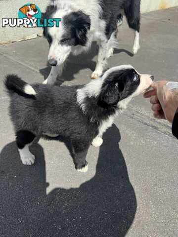 Purebred border collies