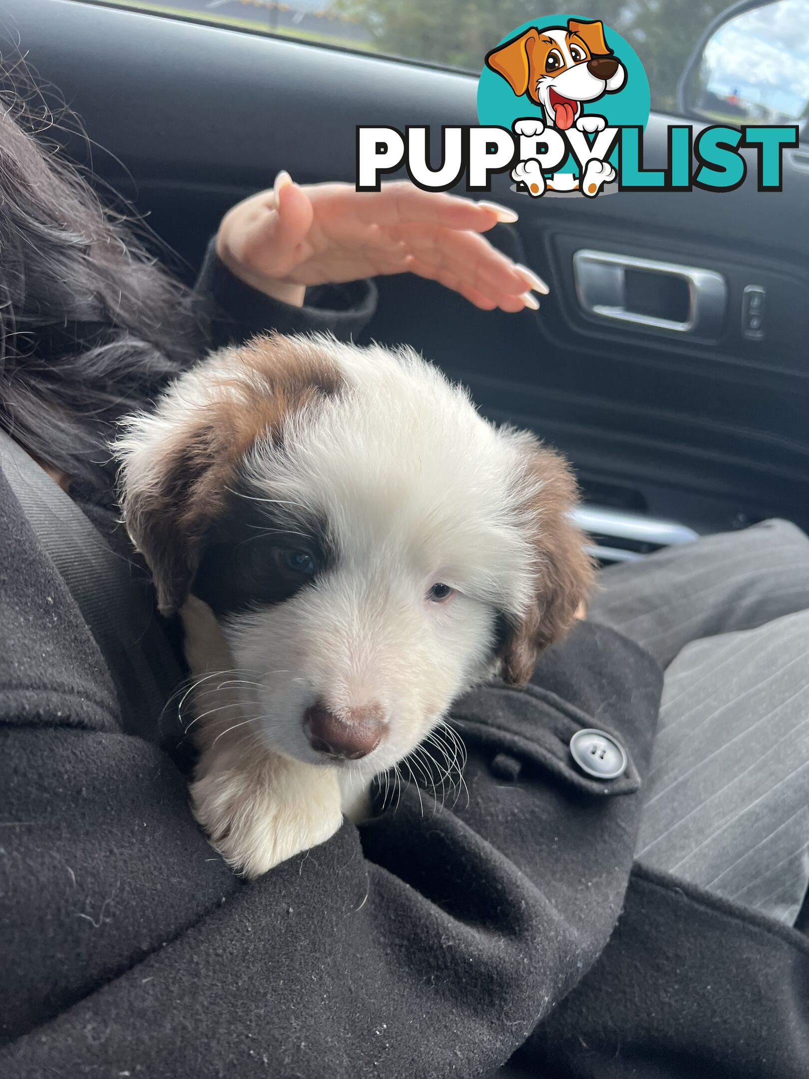 Purebred border collies