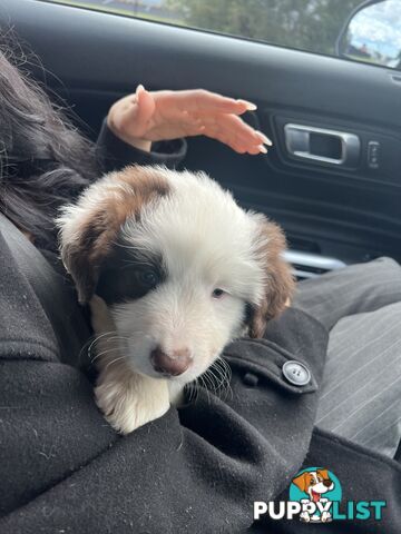 Purebred border collies