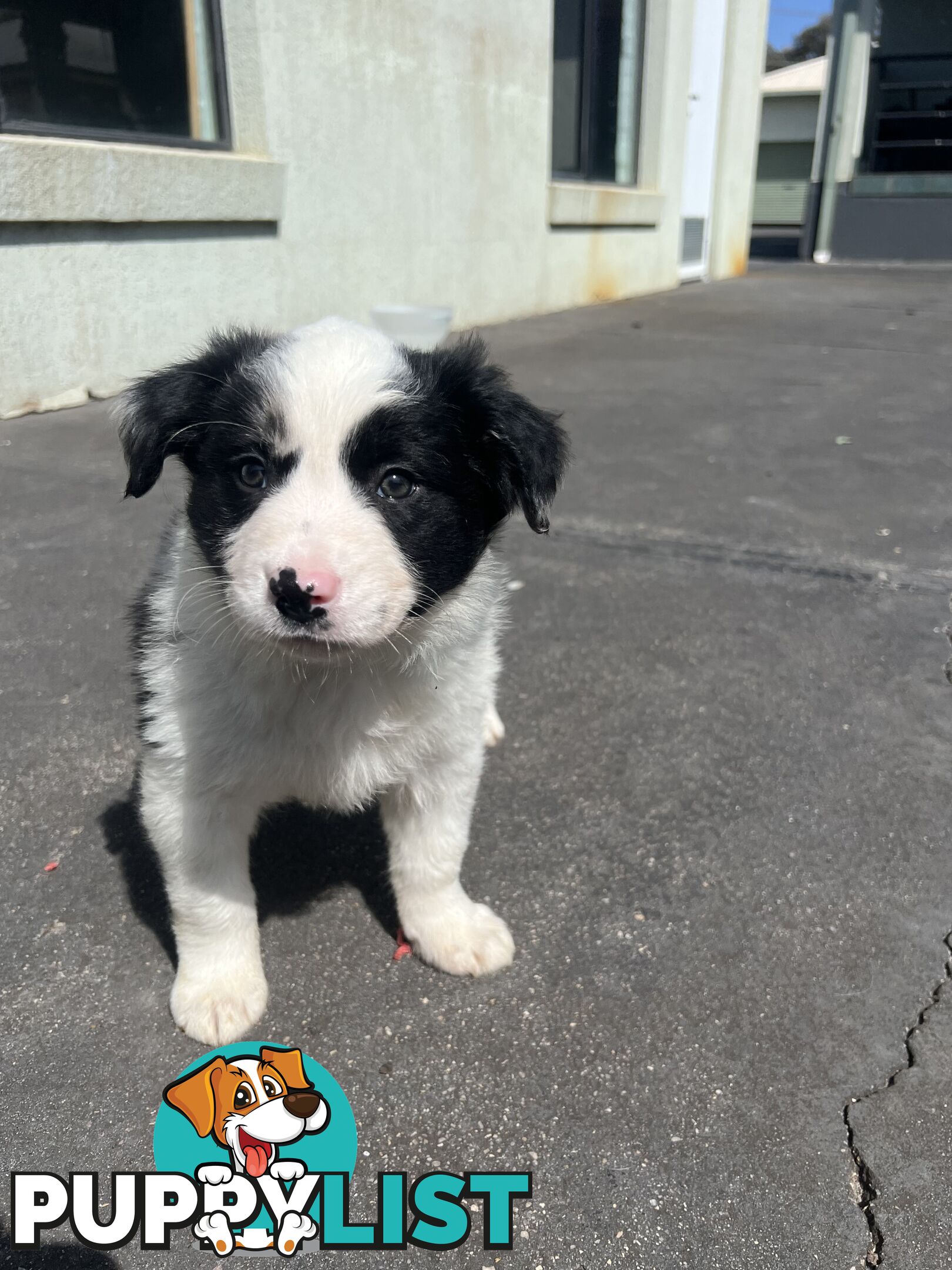 Purebred border collies