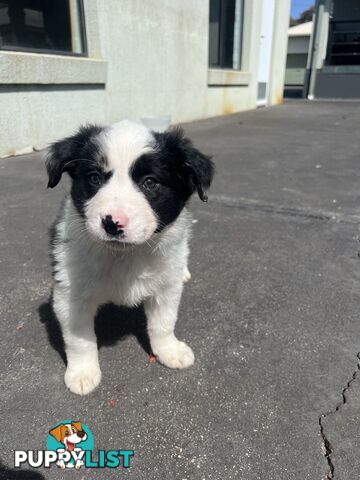 Purebred border collies